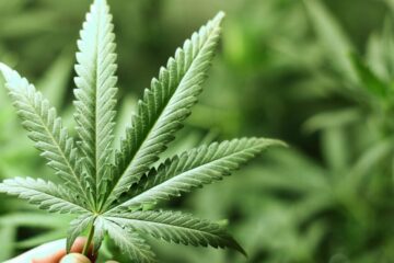 Marijuana