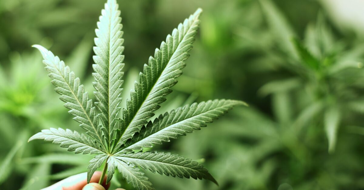 Marijuana