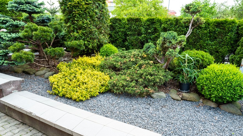 Seasonal Planting Tips: Best Trees & Shrubs for Nashville Yards