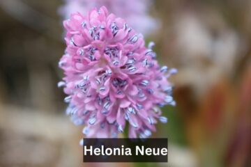Helonia Neue